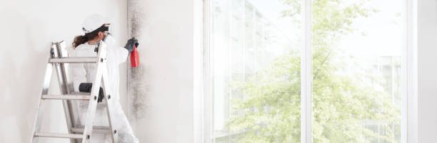 Best Attic Mold Removal  in Sausalito, CA